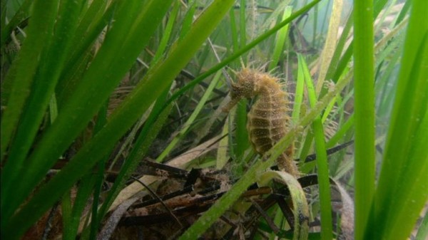 UK's first marine park in Plymouth 'to lead way in ocean innovation'
UK's first marine park in Plymouth 'to lead way in ocean innovation'