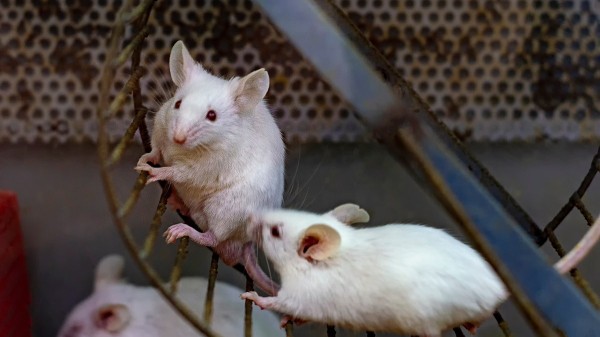 America's most popular cooking oil may be linked to obesity, new study finds