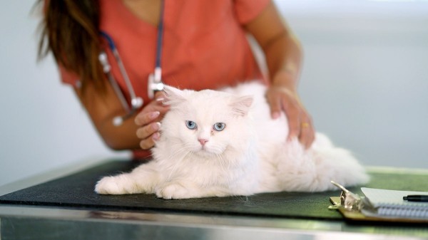 Breakthrough GLP-1 implant promises major weight-loss benefits for pets