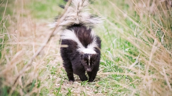 Michigan man dies of rabies after receiving kidney from infected donor who saved kitten from skunk: CDC