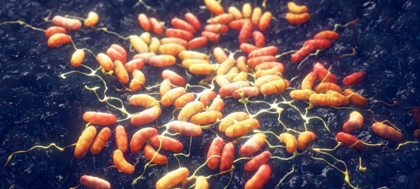 ‘No plague case’ in Siberia, Russia tells WHO as assessments continue
‘No plague case’ in Siberia, Russia tells WHO as assessments continue
