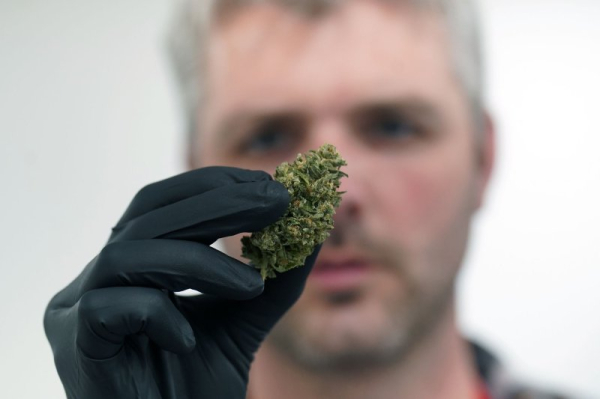 Experts say CBD is ineffective for pain management Experts say CBD is ineffective for pain management